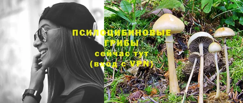 blacksprut онион  Тарко-Сале  Галлюциногенные грибы Psilocybe 